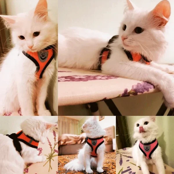 Cat Harness - Image 2